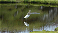 Ardea alba