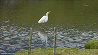 Ardea alba
