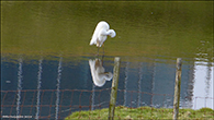 Ardea alba