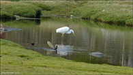 Ardea alba