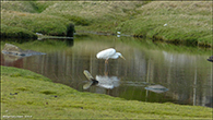 Ardea alba