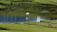 Ardea alba