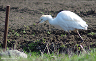 Bubulcus ibis