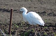 Bubulcus ibis