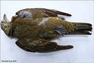 Turdus viscivorus