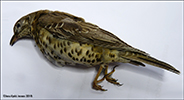 Turdus viscivorus