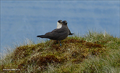 Stercorarius parasiticus, Kirkja, Fugloy 16.06.2016