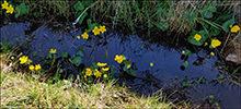 Mrislja / Caltha palustris L.