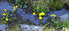 Mrislja / Caltha palustris L.