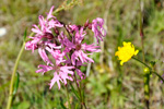 Reyðakkuleya / Lychnis flos-cuculi L.