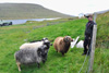 Allan av Oyri, Eysturoy