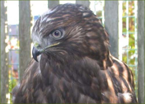 Rough-Legged Hawk.