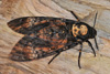 Death’s-head Hawk-moth / Acherontia atropos (Linnaeus, 1758)