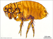 Ornithopsylla laetitiae female