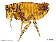 Ornithopsylla laetitiae male