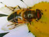 Eristalis pertinax male. This is a new specie for the Faroe Islands, common in summer 2003