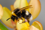 Bombus lucorum