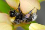 Bombus lucorum