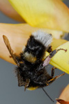 Bombus lucorum