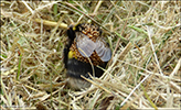 Bombus lucorum