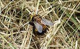 Bombus lucorum