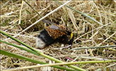 Bombus lucorum