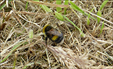 Bombus lucorum