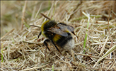 Bombus lucorum