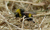 Bombus lucorum