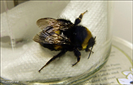 Bombus lucorum