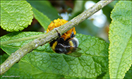 Bombus lucorum