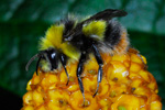 Bombus pratorum (Linnaeus, 1761)