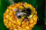 Akurhumla / Bombus pratorum (Linnaeus, 1761)