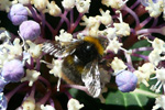 Akurhumla / Bombus pratorum (Linnaeus, 1761)