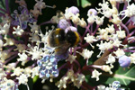 Akurhumla / Bombus pratorum (Linnaeus, 1761)