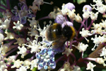 Bombus pratorum (Linnaeus, 1761)