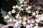 Bombus pratorum (Linnaeus, 1761)