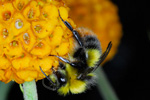 Bombus pratorum (Linnaeus, 1761)