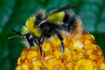 Akurhumla / Bombus pratorum (Linnaeus, 1761)