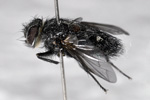 Unknown fly