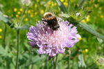 Loðbressa / Eristalis intricarius (Linnaeus, 1758)