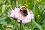 Svirreflue / Eristalis intricarius (Linnaeus, 1758)