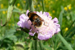 Hoverfly / Eristalis intricarius (Linnaeus, 1758)