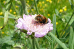 Svirreflue / Eristalis intricarius (Linnaeus, 1758)