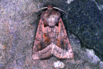 Mkjuvongur Hydraecia micacea (Esper, 1789) (No 9834 )