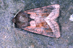 Mkjuvongur Hydraecia micacea (Esper, 1789) (No 9834 )