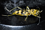 Longhorn beetle / Cerambycidae
