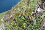 Fjallatrølsurt / Bartsia alpina, Kalsoy 21.06.2010