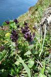 Fjallatrølsurt / Bartsia alpina, Kalsoy 21.06.2010