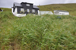 Royðrarroyggj á Húsum / Phalaris arundinacea L. in Húsar on Kalsoy